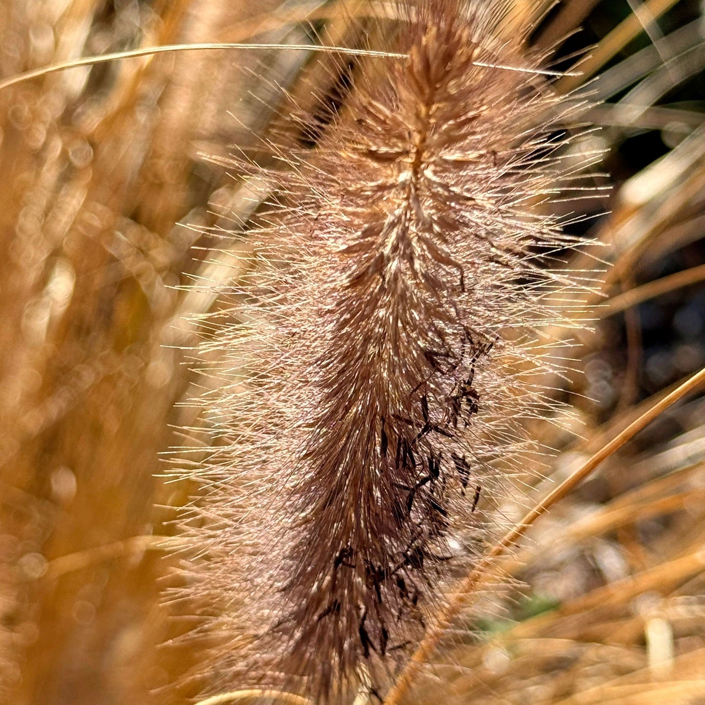 Pennisetum alopecuroides  - Cayenne™ Fountain Grass