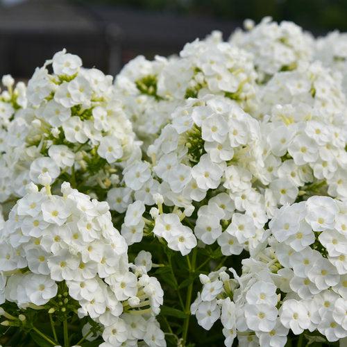 Phlox paniculata - Luminary® Backlight Phlox
