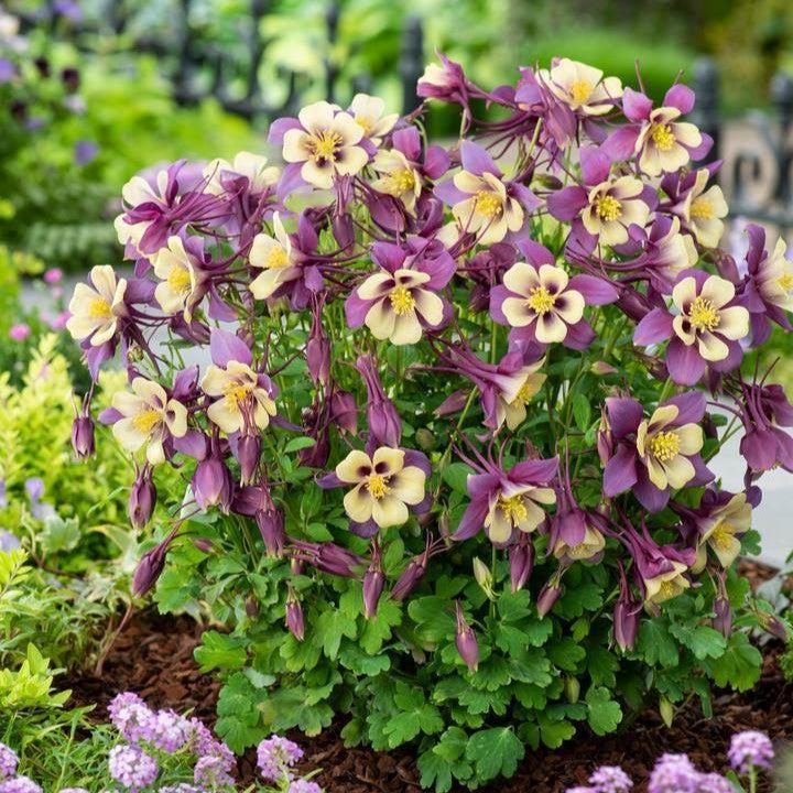 Aquilegia - Earlybird™ Purple Yellow Columbine