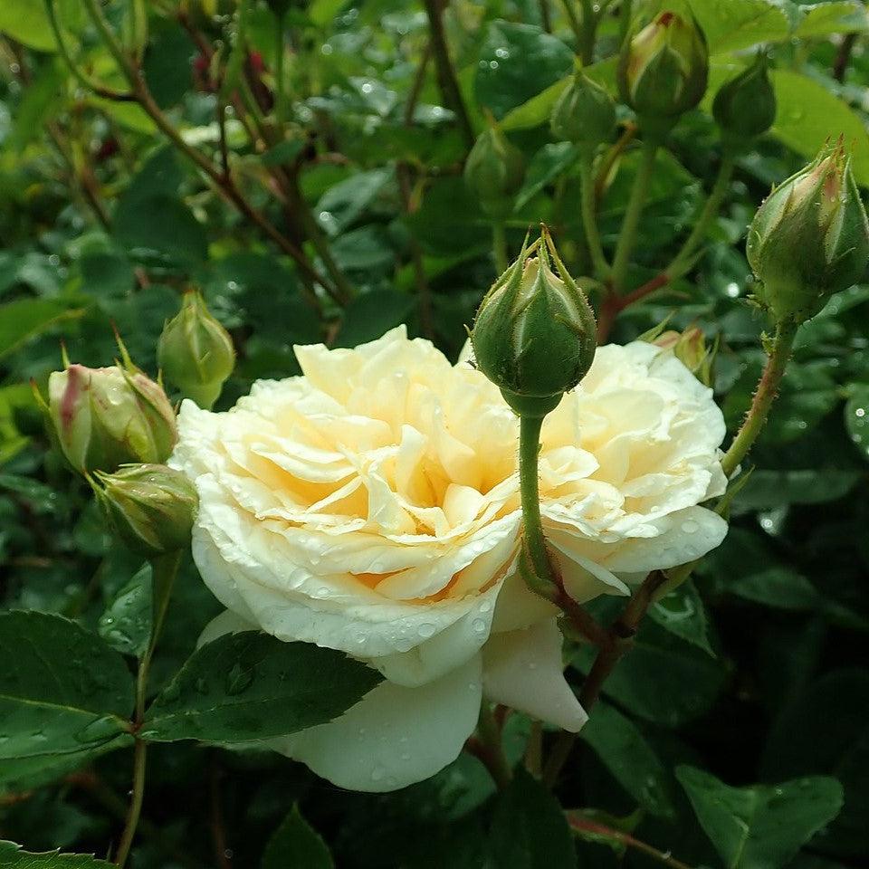 Rosa - Teasing Georgia® Rose