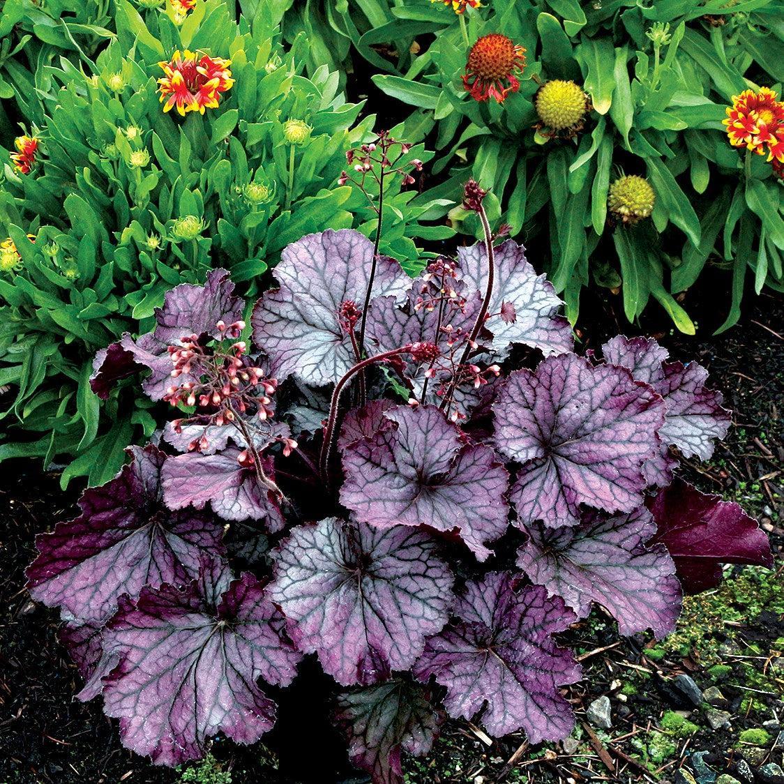 Heuchera x - Northern Exposure™ Purple Heuchera