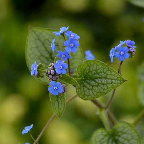 Brunnera macrophylla - Queen of Hearts Heartleaf Brunnera