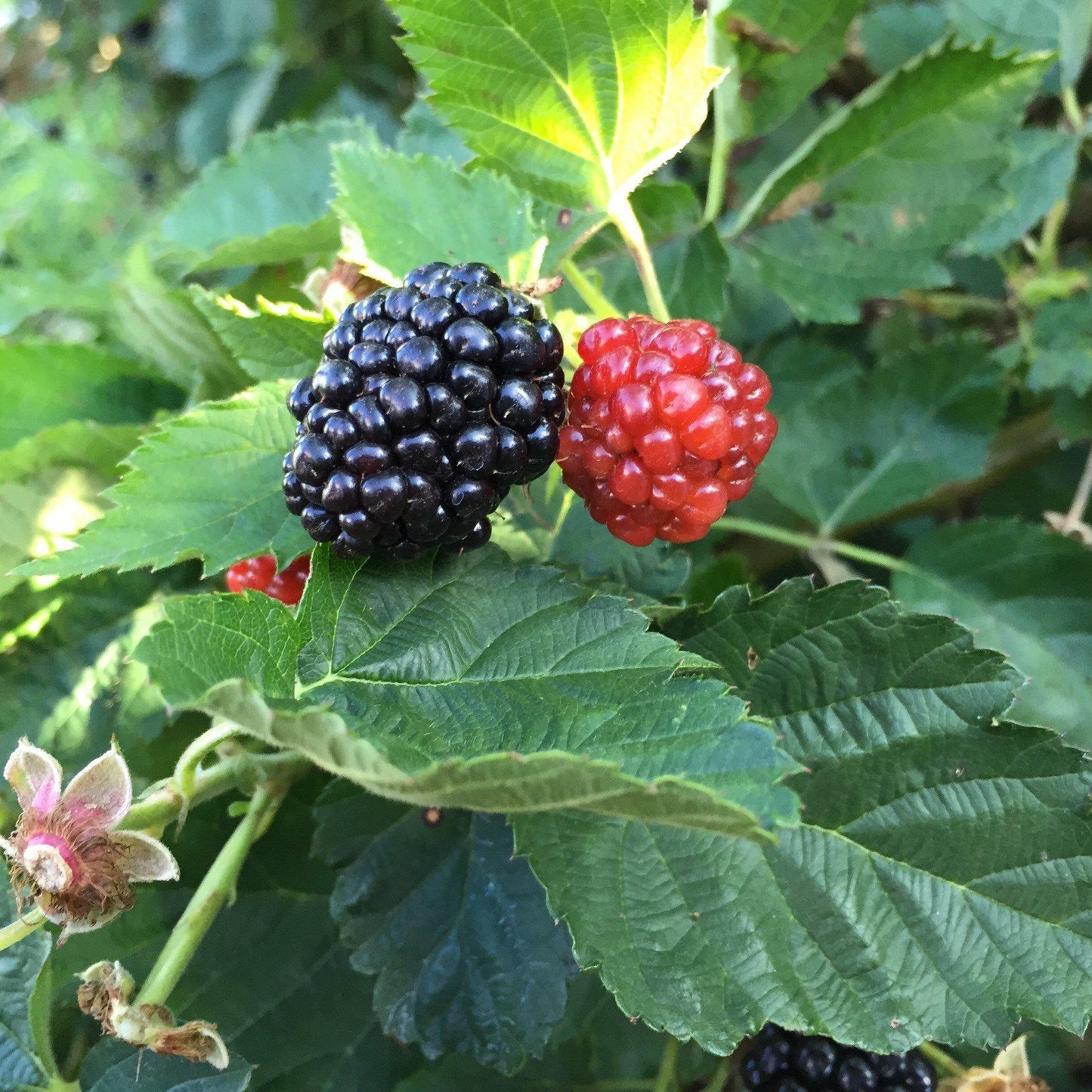Rubus ulmifolius - Bushel and Berry® Baby Cakes® Thornless Blackberry
