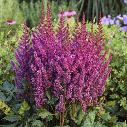 Astilbe chinensis - Visions Chinese Astilbe, False Goat's Beard