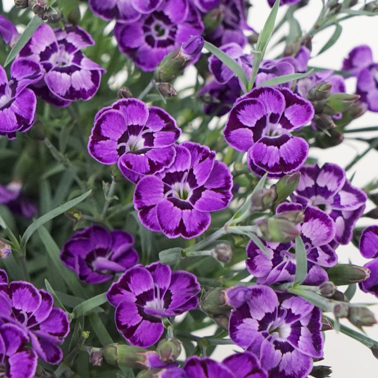 Dianthus x - EverLast™ Violet Blue Dianthus
