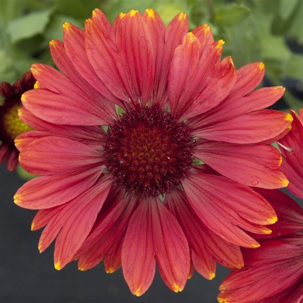 Gaillardia x aristata - Arizona Red Shades Blanket Flower