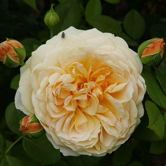 Rosa - Teasing Georgia® Rose