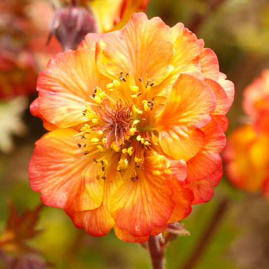 Geum x - Tempo™ Fiesta Avens