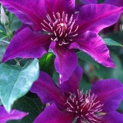 Clematis - Fleur™ Clematis
