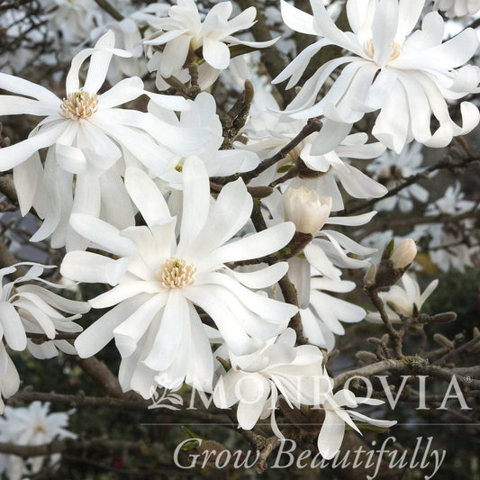 Magnolia stellata - Royal Star Magnolia