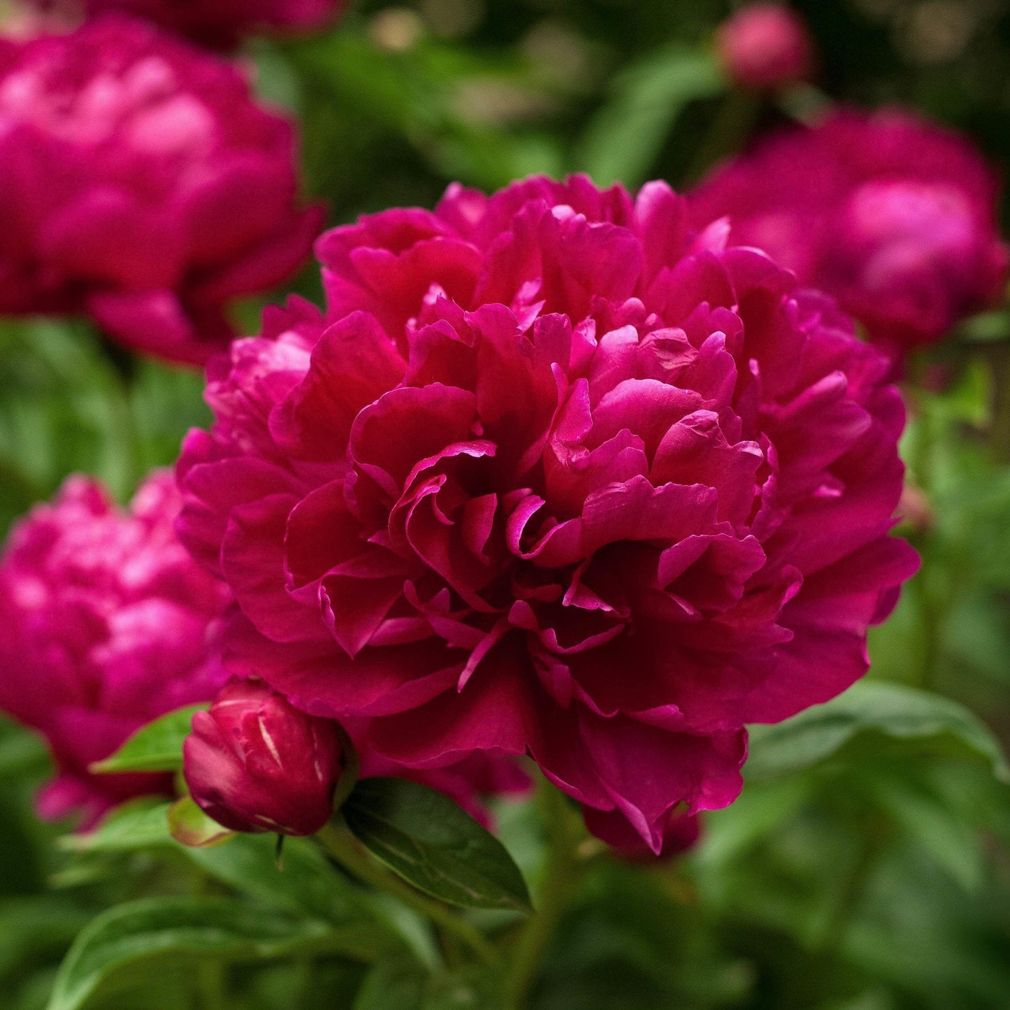 Paeonia lactiflora - Karl Rosenfield Peony