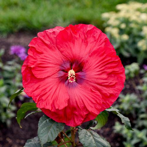 Hibiscus - Summerific® Valentine Crush Hibiscus