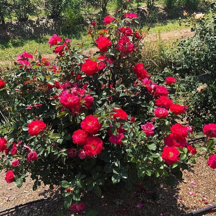 Rosa - Bloomin' Easy® Cinnamon Hearts™ Rose
