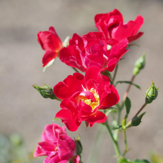 Rosa - Red Drift® Rose