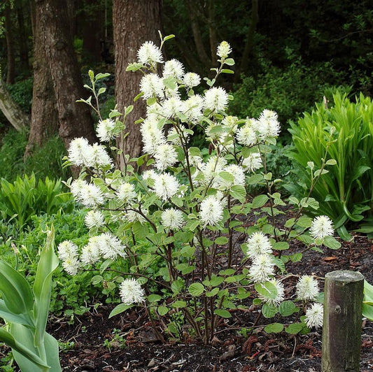 Fothergilla major - Mount Airy Fothergilla