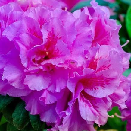 Encore® Autumn Majesty™ Azalea
