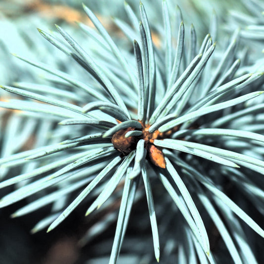 Picea pungens - Baby Blue Spruce