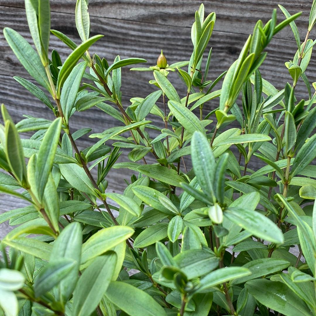 Hypericum frondosum - Sunburst St. John's Wort