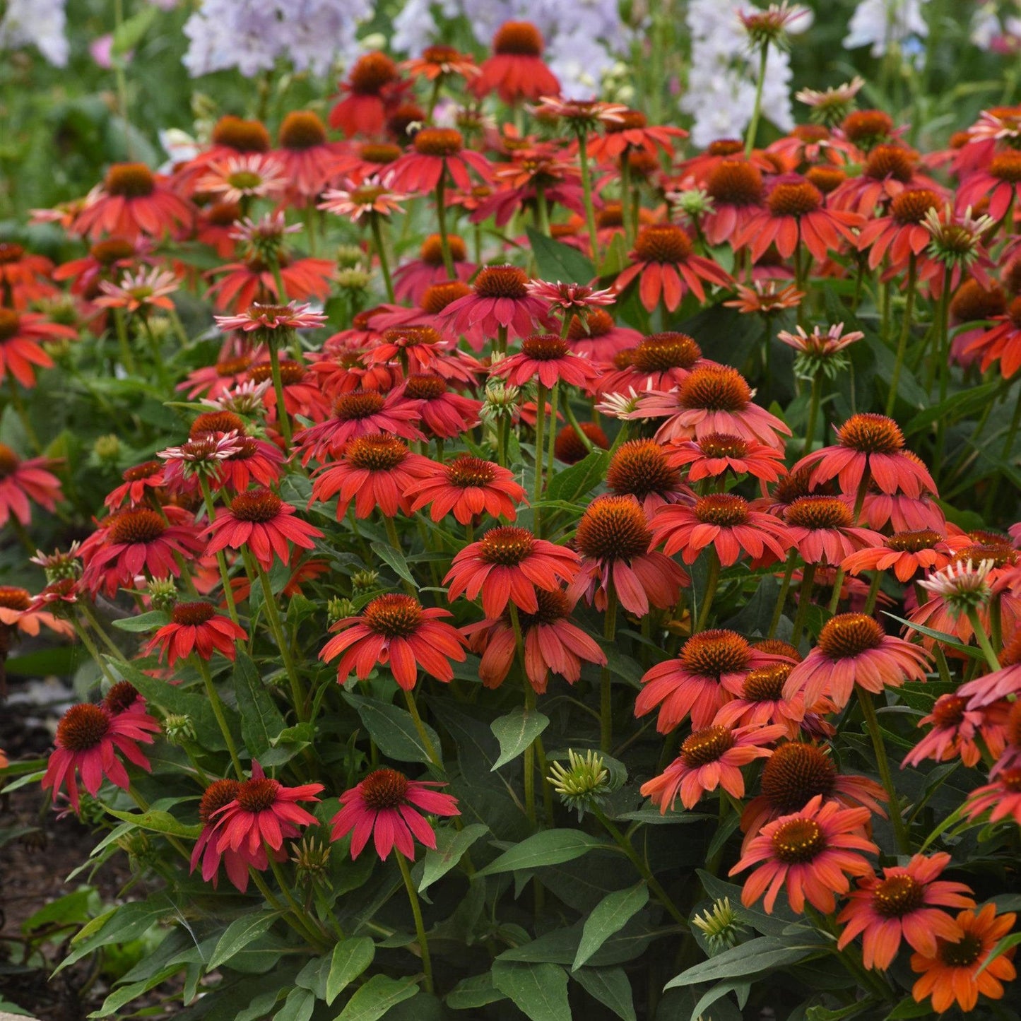 Echinacea - Artisan™ Red Ombre Coneflower