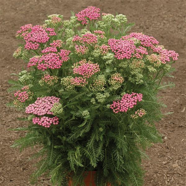 Achillea millefolium - Pink Grapefruit Yarrow