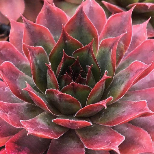 Sempervivum - Chick Charms® Autumn Apple Hens and Chicks