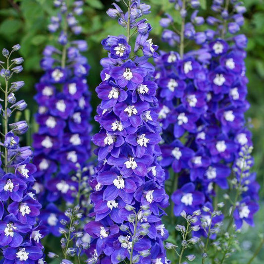Delphinium x - Delgenius™ Blue Fabulosa Delphinium