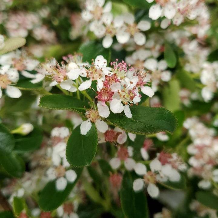 Aronia melanocarpa - PW® Ground Hug® Aronia