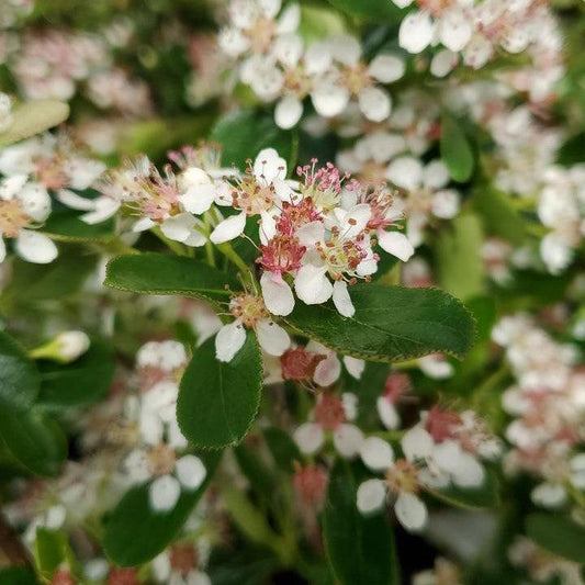 Aronia melanocarpa - PW® Ground Hug® Aronia
