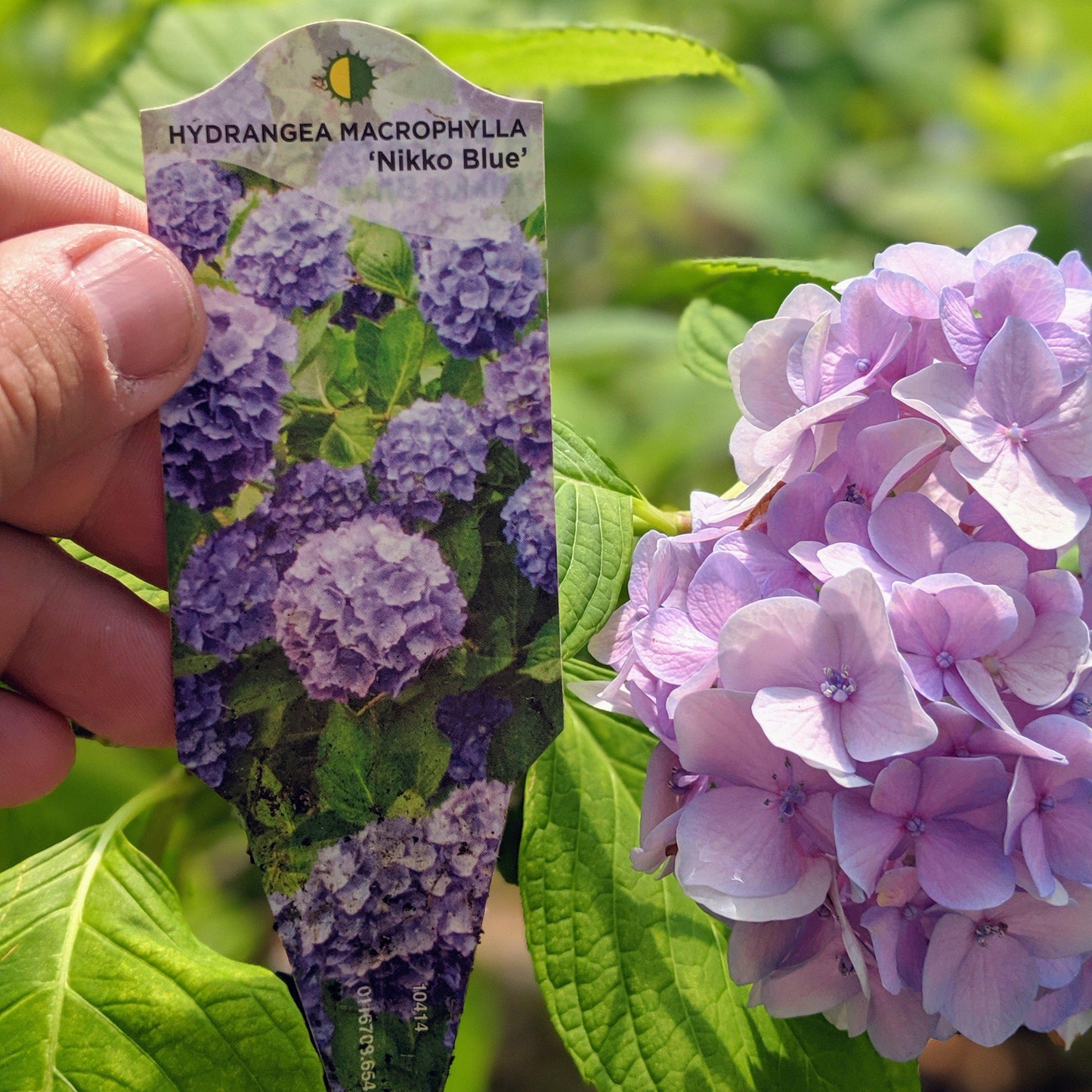 Hydrangea macrophylla - Nikko Blue Hydrangea