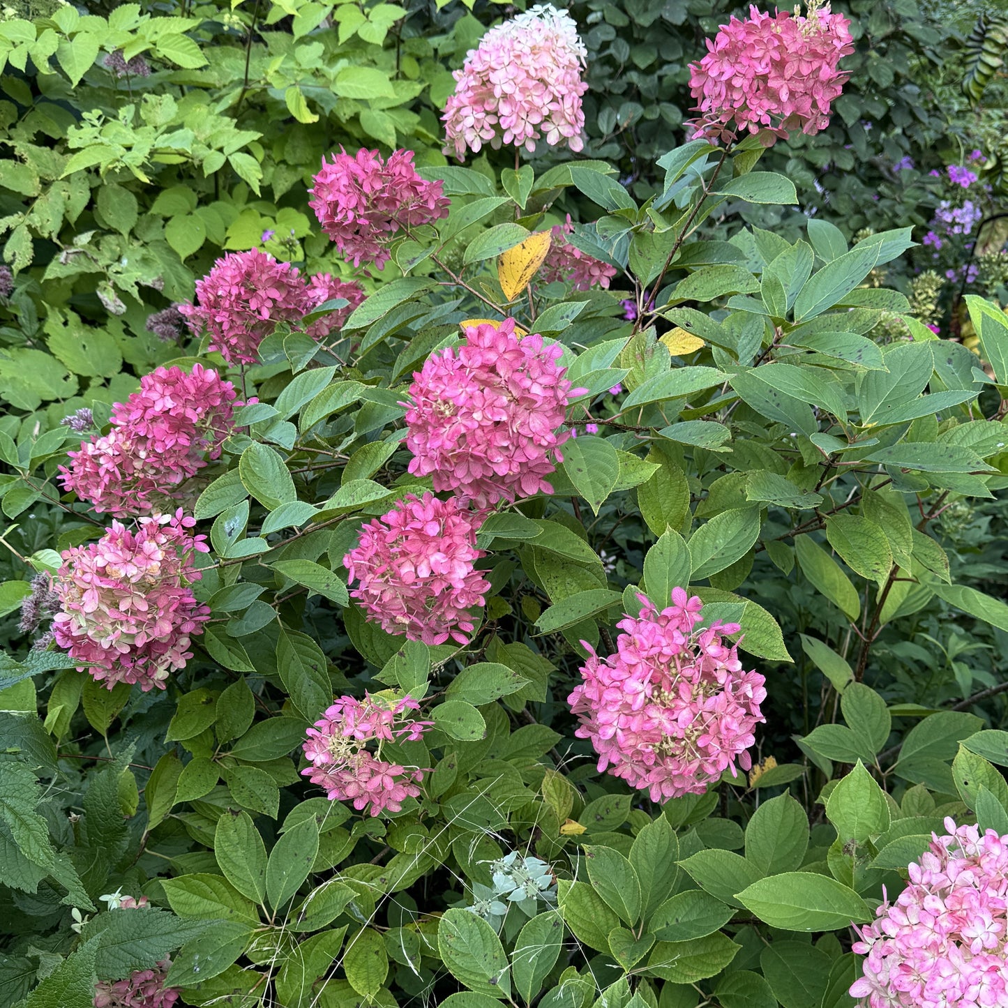 Hydrangea paniculata - Magical® Ruby Snow Hydrangea