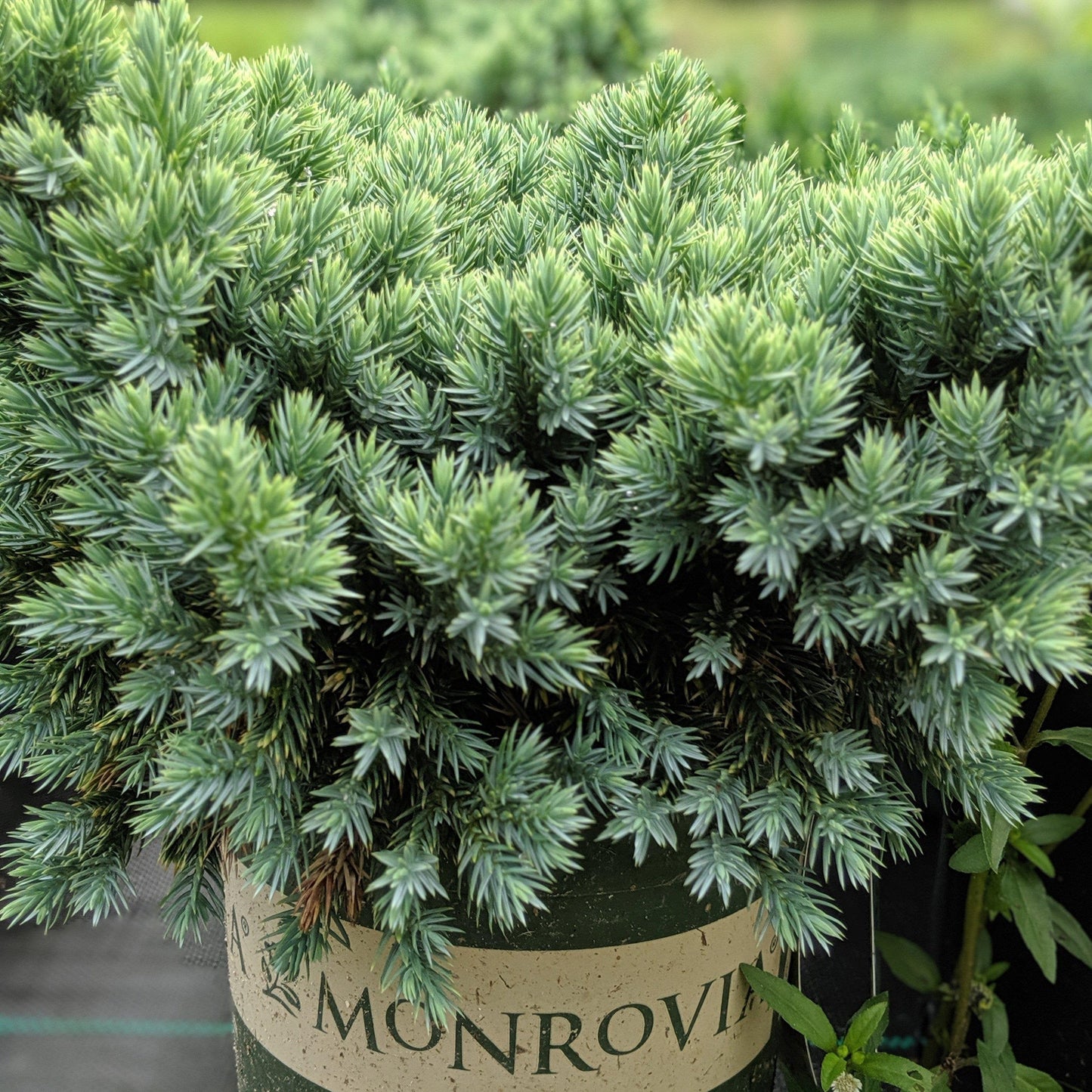 Juniperus squamata - Blue Star Juniper