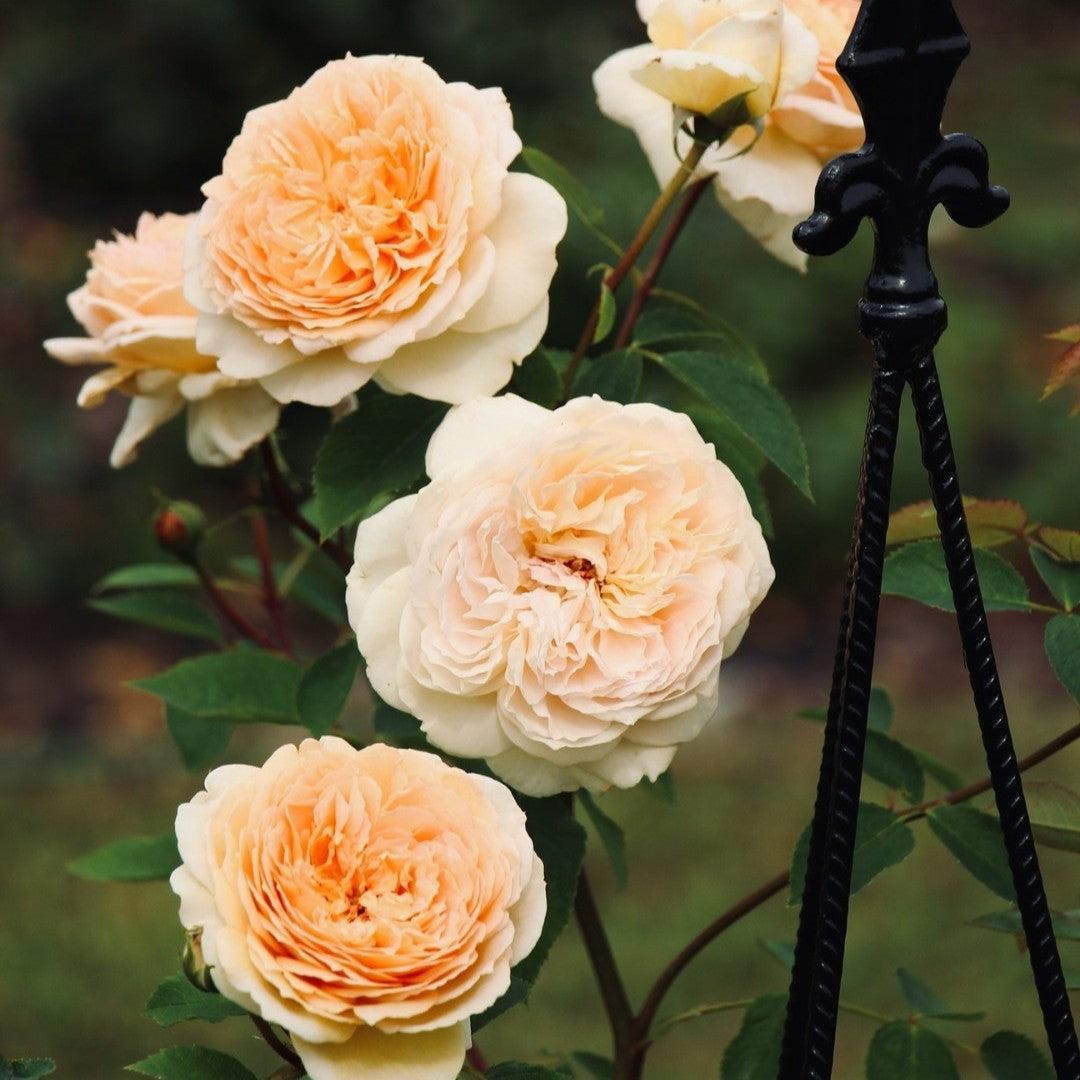 Rosa - Bathsheba Climbing Rose