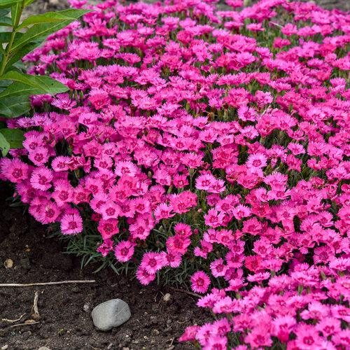 Dianthus - Paint the Town Fancy Dianthus
