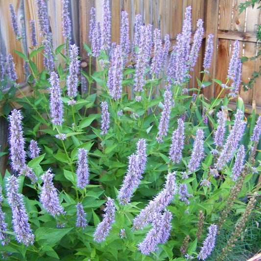 Agastache foeniculum - Blue Fortune Giant Hyssop