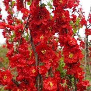 Chaenomeles speciosa - PW® Double Take™ Scarlet Flowering Quince