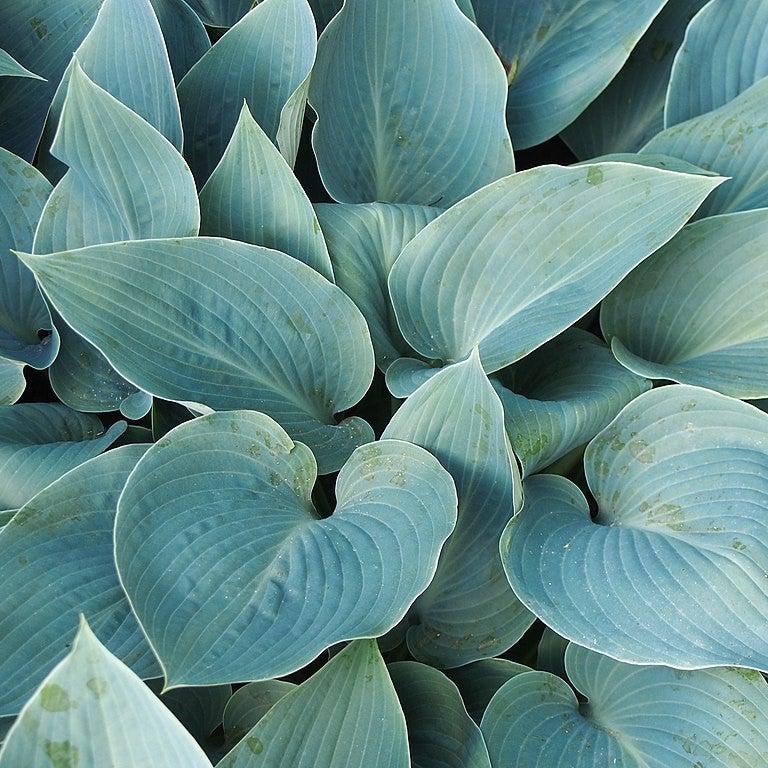 Hosta - Halcyon Hosta