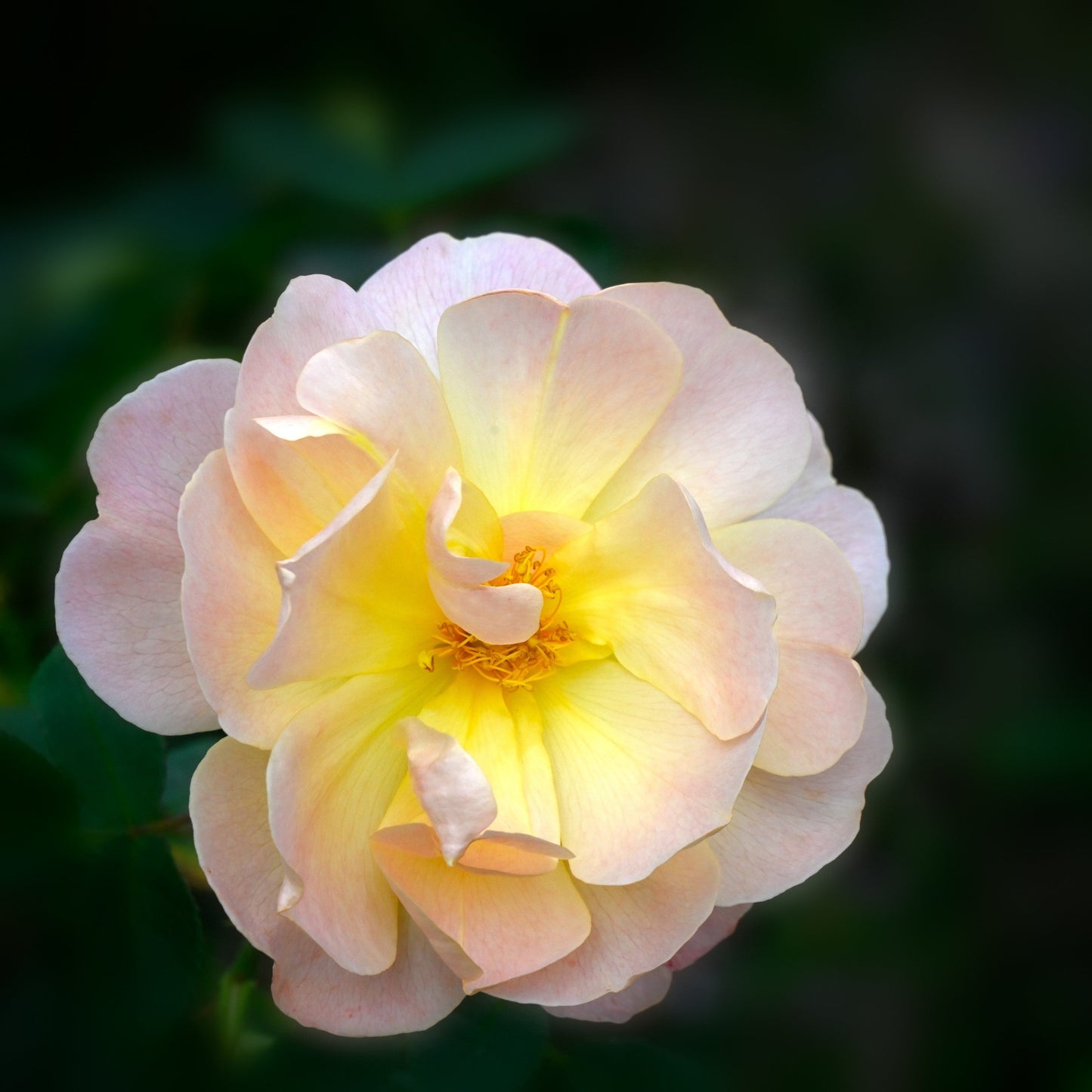 Rosa - The Lark Ascending® Rose