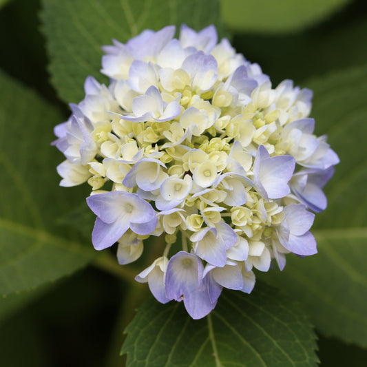 Hydrangea macrophylla - Azure Skies™ Hydrangea