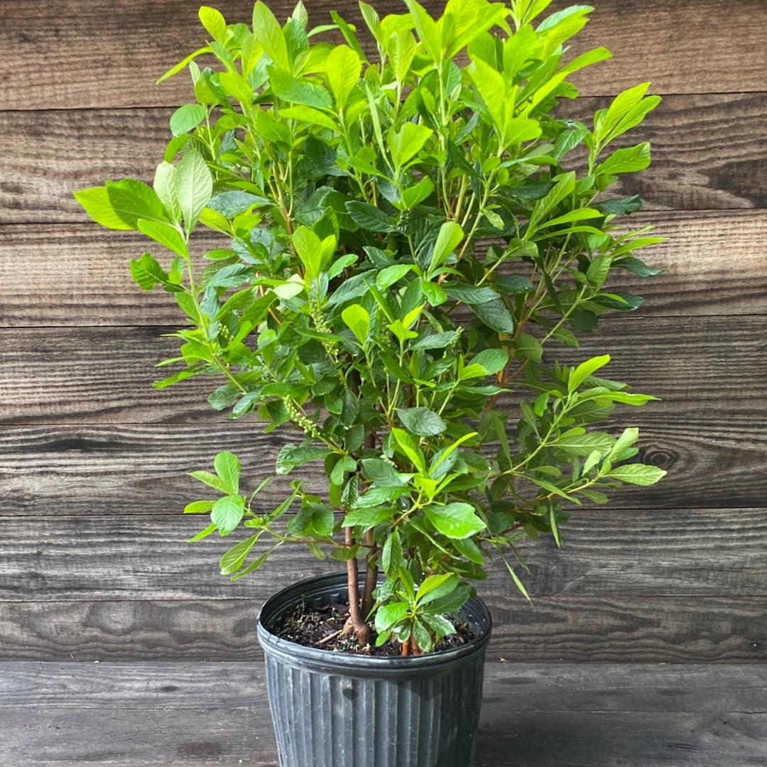 Clethra alnifolia - Ruby Spice Summersweet