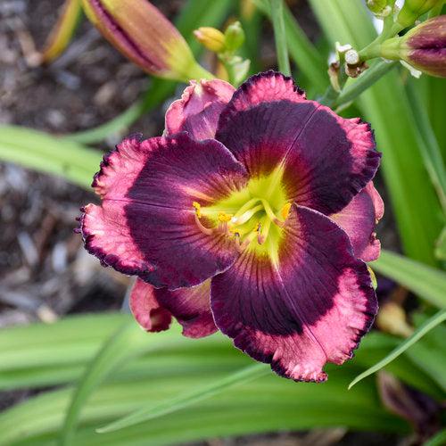 Hemerocallis - PW® Rainbow Rhythm® Storm Shelter Daylily