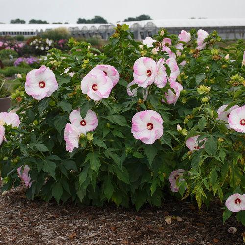 Hibiscus - Summerific® Ballet Slippers Hibiscus