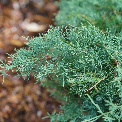 Juniperus chinensis - PW® Montana Moss® Juniper