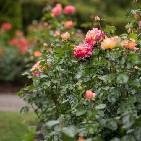 Rosa - First Edition® Love & Peace® Rose