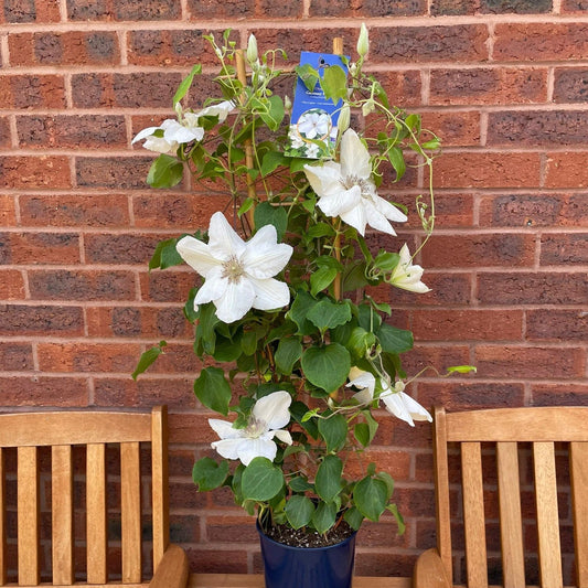 Clematis - Guernsey Flute™ Clematis