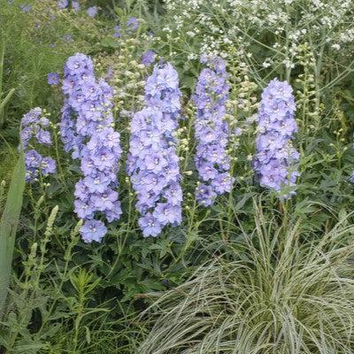 Delphinium x - Delgenius™ Shelby Delphinium