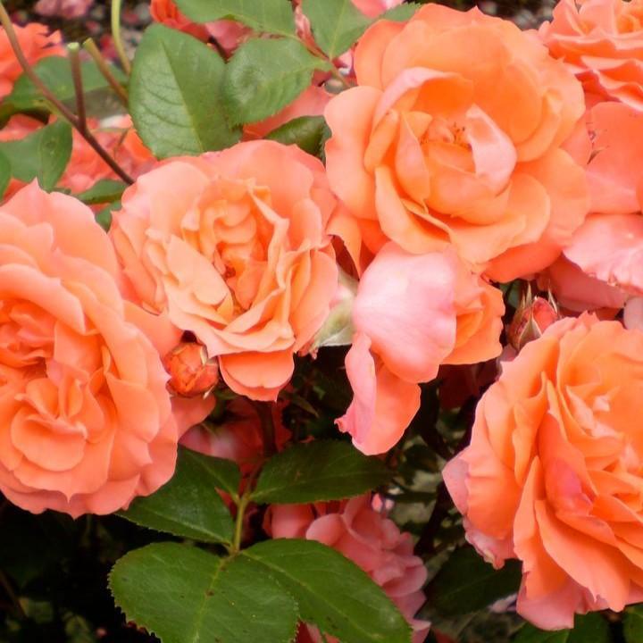 Rosa - First Editions® Patriot Dream Rose