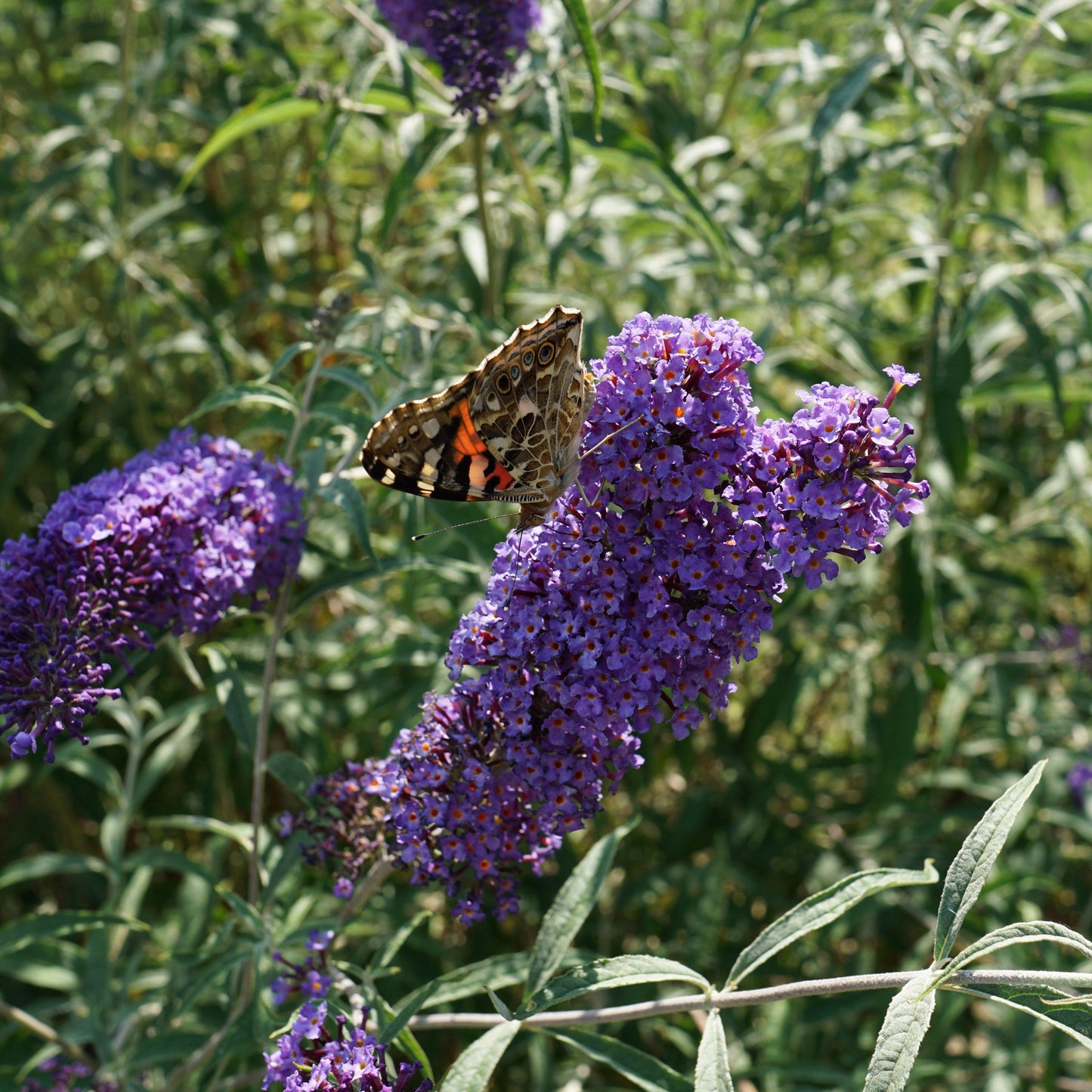 Buddleja davidii - Nanho Blue Butterfly Bush