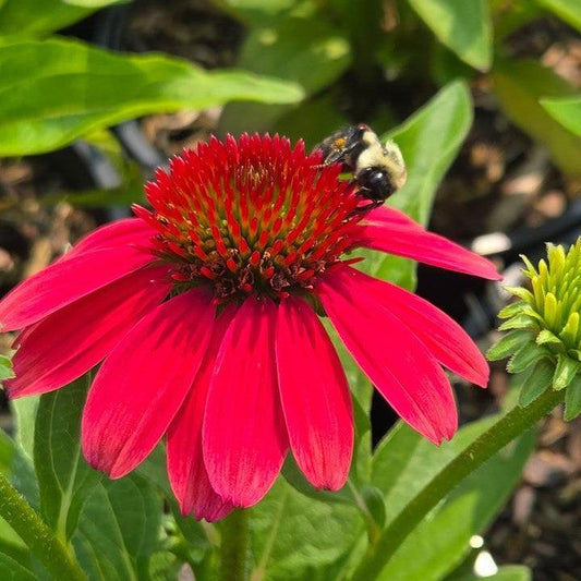 Echinacea purpurea - SunMagic® Vintage Lipstick Echinacea
