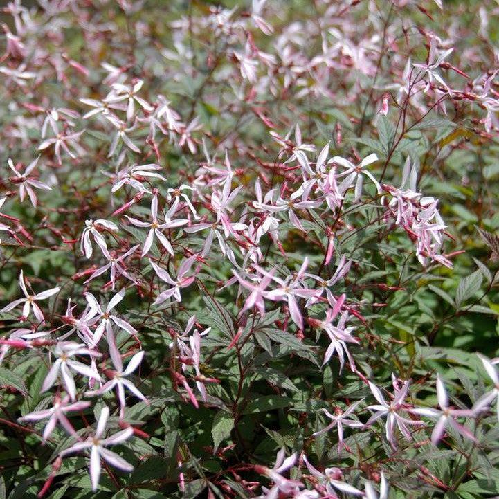 Porteranthus trifoliatus - Pink Profusion Bowman's Root