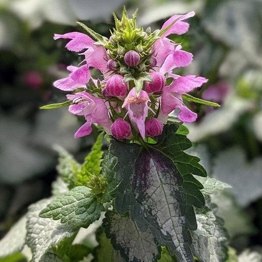 Lamium maculatum- Pink Chablis Deadnettle